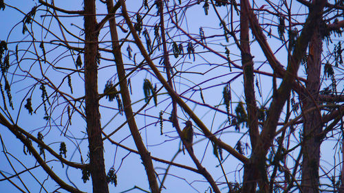 Low angle view of bare trees against clear sky
