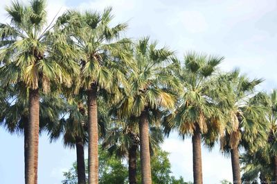 Low angle view of palm trees against sky