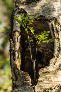 Close-up of tree trunk