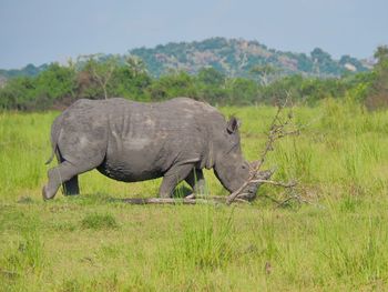 Elephant on field against sky