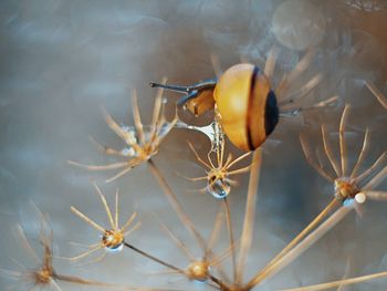 High angle view of insect on plant