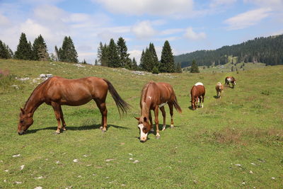 Group of horses in mountain