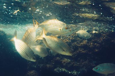 Close-up of fish swimming in sea