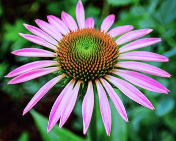 Close-up of pink flower