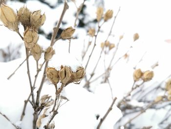 Low angle view of flowering plant against sky