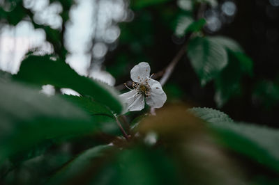 Close-up of insect on white flower