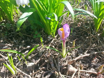 Close-up of flowers blooming in field