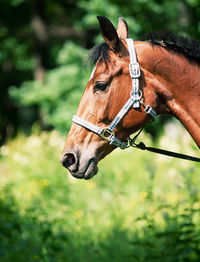 Close-up of horse