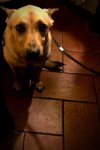 High angle portrait of dog on floor