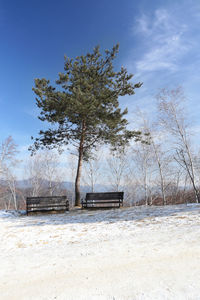 Tree on field against sky during winter