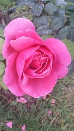 Close-up of pink rose