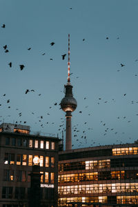 View of birds around tv tower and buildings in city