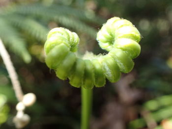 Close-up of fern plant