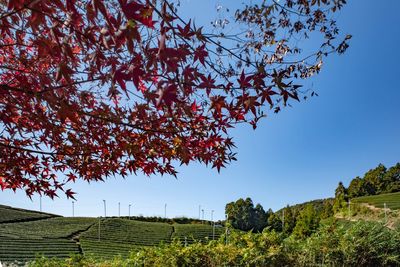 Trees on field against sky during autumn