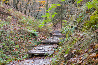 Railroad track amidst trees in forest