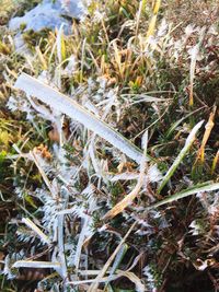 High angle view of lizard on field