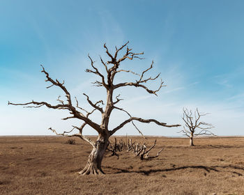 Bare tree on field against sky