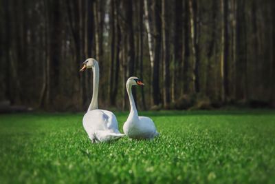 Swans in a field