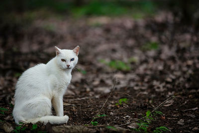 Portrait of a white cat on field