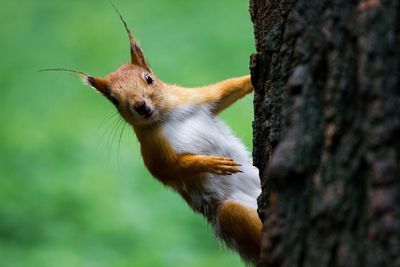 Close-up of squirrel on tree trunk