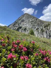 Scenic view of flowering plants in mountains against sky