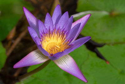 Close-up of lotus water lily in pond