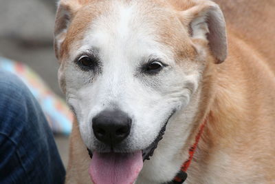 Midsection of person by dog sticking out tongue on footpath