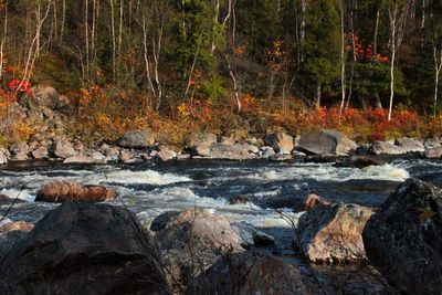 Stream amidst trees in forest during autumn