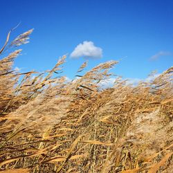 Low angle view of stalks in field against blue sky