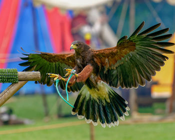 Close-up of bird flying