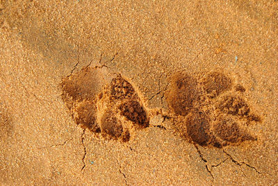 High angle view of footprint on sand