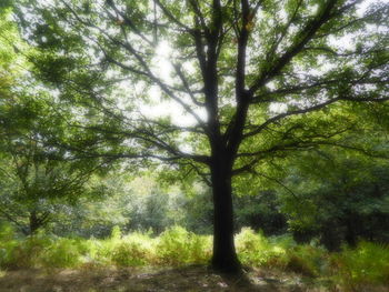 Trees in forest