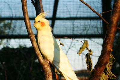 Close-up of bird perching on tree in cage