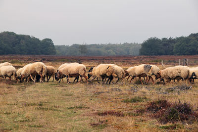 Flock of sheep in a field