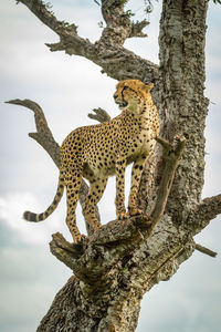 Cheetah stands in gnarled tree turning head
