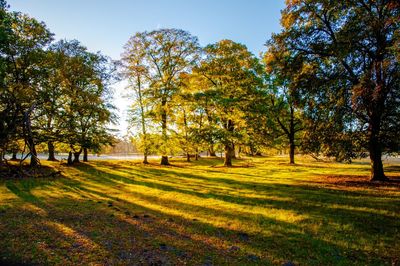 Trees in park during autumn