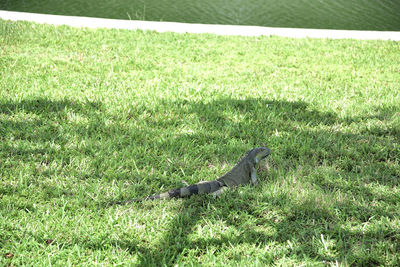 View of snake on field