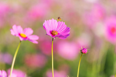 Close-up of bee on pink cosmos flower