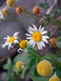 Close-up of white daisy flowers