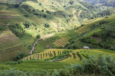 Scenic view of agricultural field