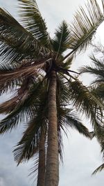 Low angle view of palm tree against sky