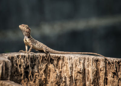 Close-up of lizard on rock