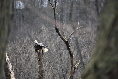 Bird perching on a tree