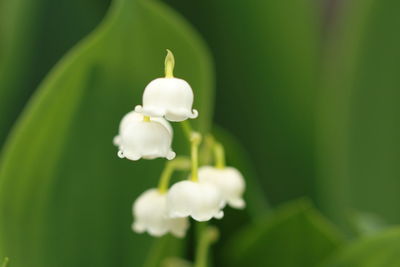 Close-up of white flowers