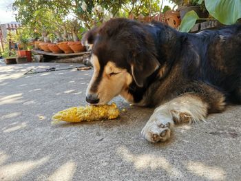 Dog lying in a city