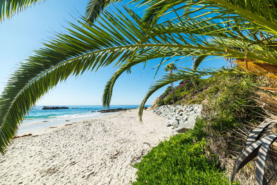 Palm trees on beach against sky