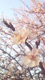 Low angle view of cherry blossom tree