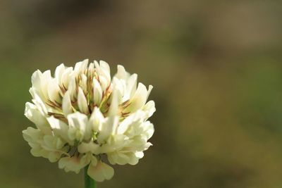 Close-up of white flowers blooming outdoors