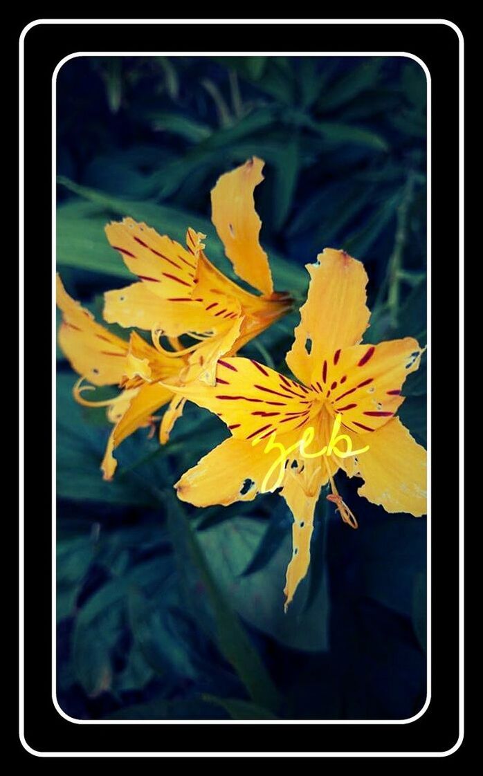 CLOSE-UP OF YELLOW MAPLE LEAVES