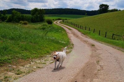 Dog on road against sky